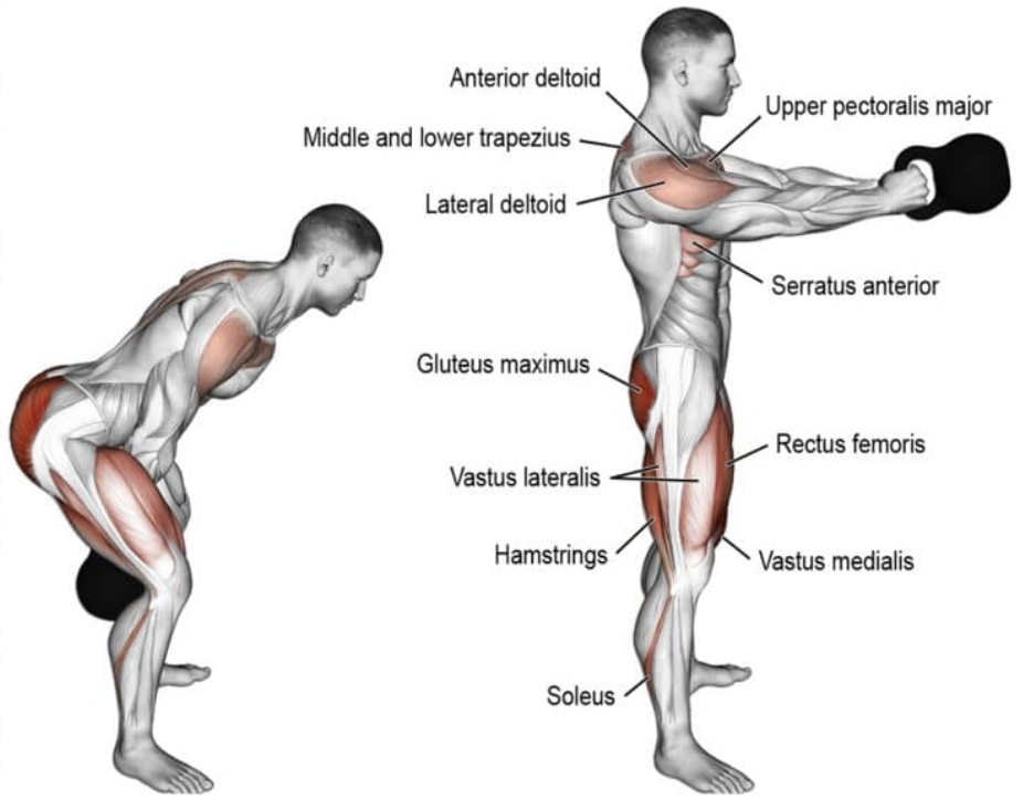 Anatomy of muscle activation during a kettlebell swing exercise highlighting key muscles engaged