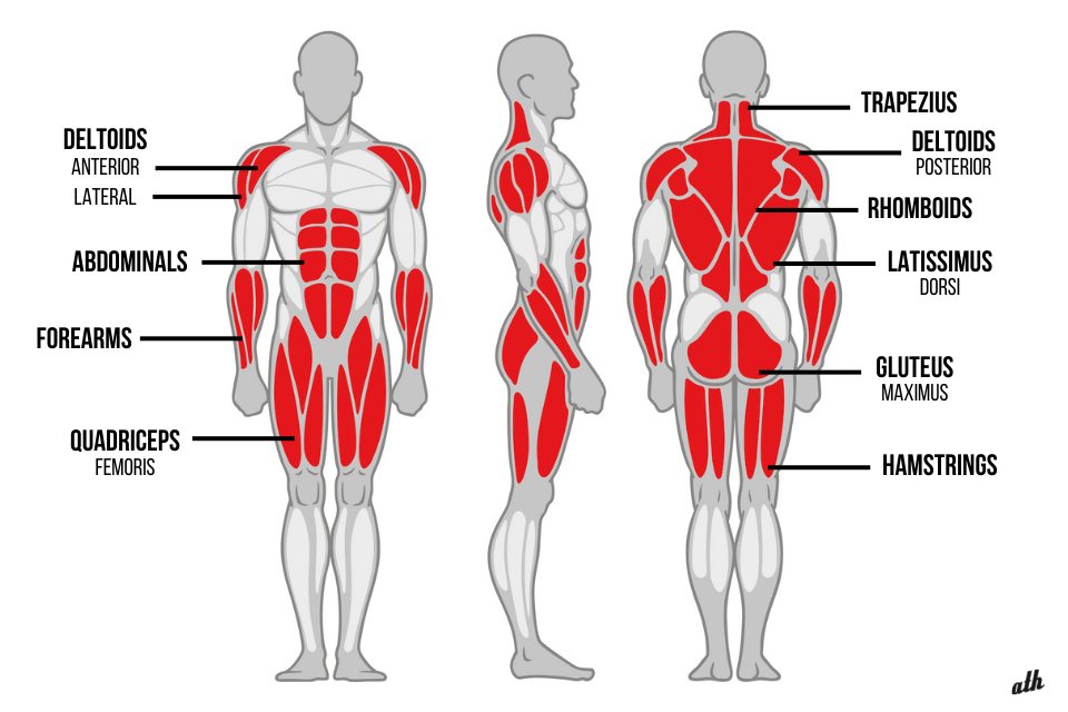 Muscle activation diagram for kettlebell swings showing primary muscles engaged from front, side, and back views